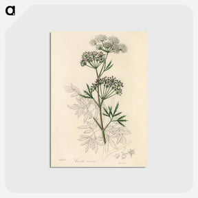 アートポストカード-Cowbane Illustration
 - 薬用植物学 Postcard.