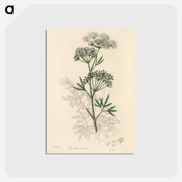 アートポストカード-Cowbane Illustration
 - 薬用植物学 Postcard.