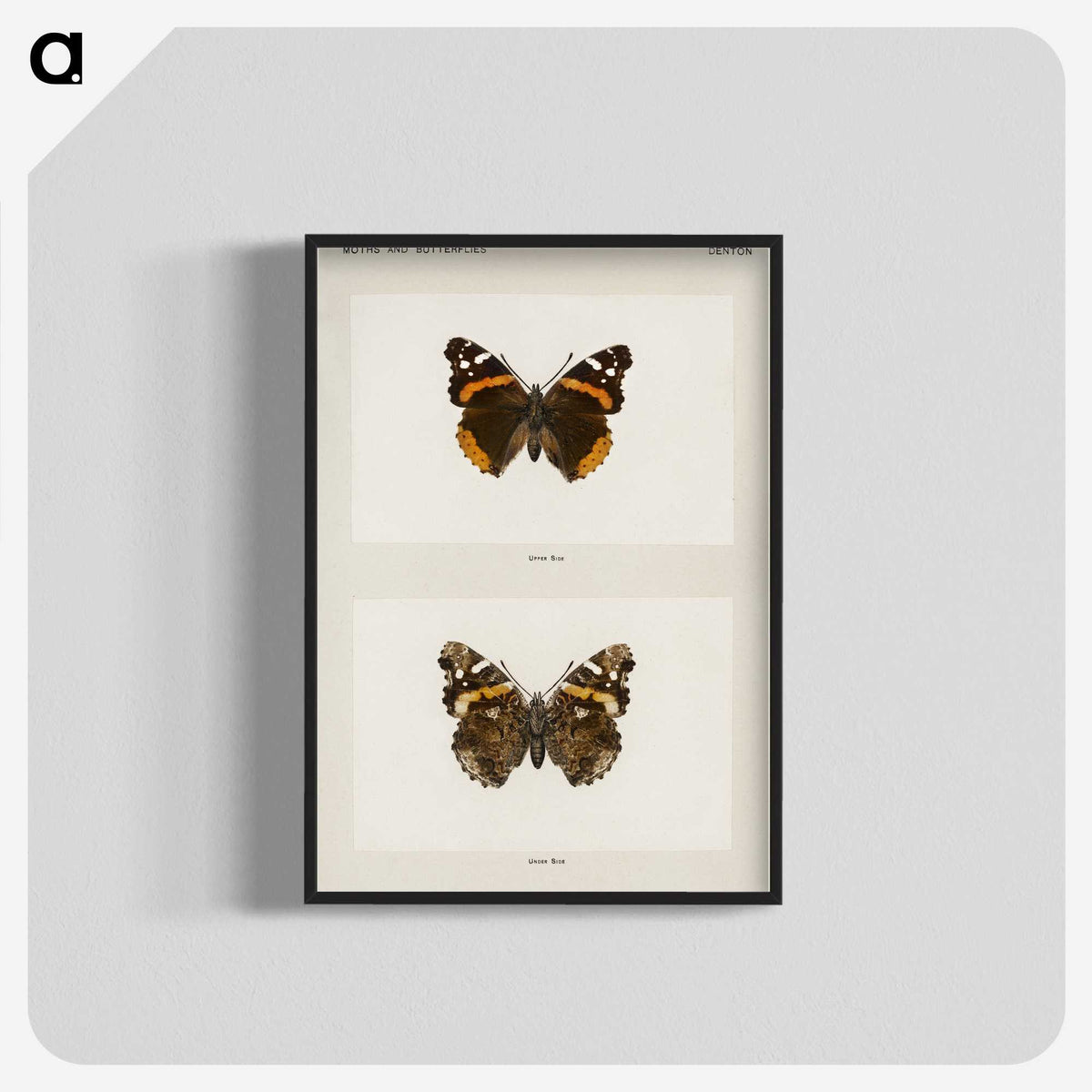 1-31_Moths-and-Butterflies-of-the-United-States_blk-crop