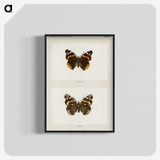 1-31_Moths-and-Butterflies-of-the-United-States_blk-crop