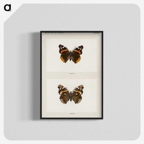 1-31_Moths-and-Butterflies-of-the-United-States_blk-crop