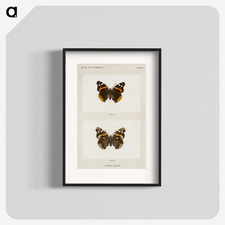 1-31_Moths-and-Butterflies-of-the-United-States_blk