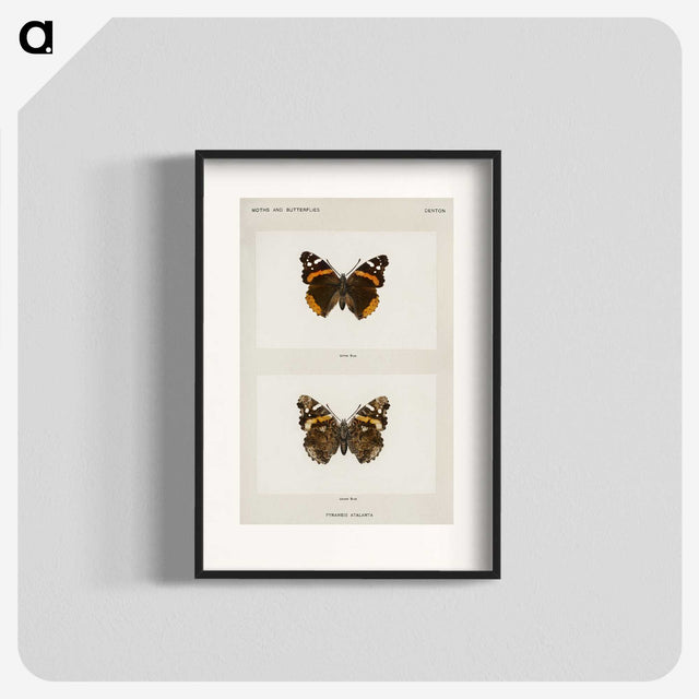 1-31_Moths-and-Butterflies-of-the-United-States_blk