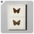 1-31_Moths-and-Butterflies-of-the-United-States_canvas