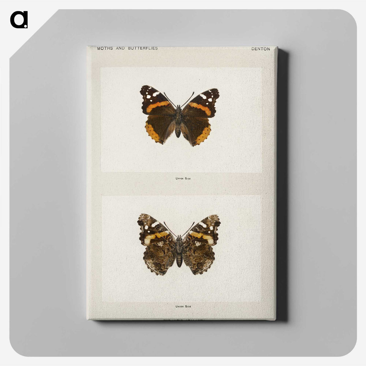 1-31_Moths-and-Butterflies-of-the-United-States_canvas