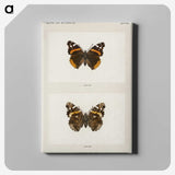 1-31_Moths-and-Butterflies-of-the-United-States_canvas