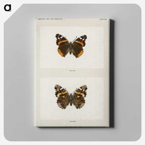 1-31_Moths-and-Butterflies-of-the-United-States_canvas