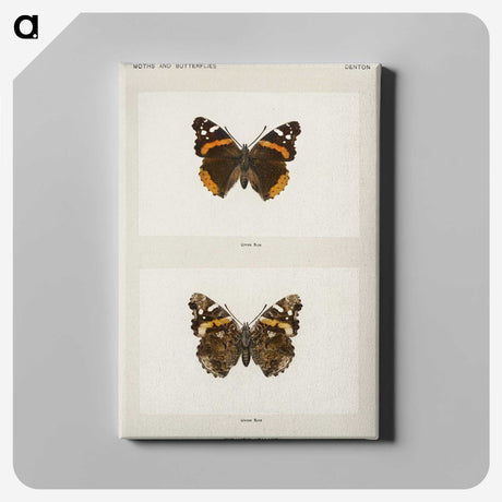 1-31_Moths-and-Butterflies-of-the-United-States_canvas