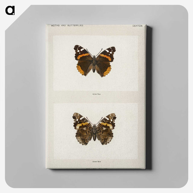 1-31_Moths-and-Butterflies-of-the-United-States_canvas