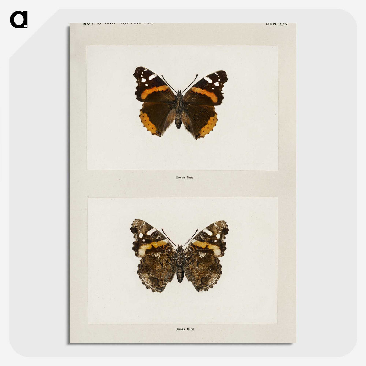1-31_Moths-and-Butterflies-of-the-United-States_picture-crop