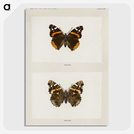 1-31_Moths-and-Butterflies-of-the-United-States_picture-crop