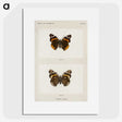 1-31_Moths-and-Butterflies-of-the-United-States_picture