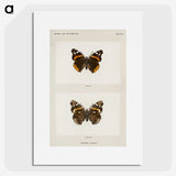 1-31_Moths-and-Butterflies-of-the-United-States_picture