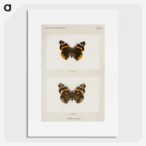 1-31_Moths-and-Butterflies-of-the-United-States_picture