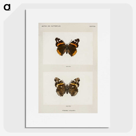 1-31_Moths-and-Butterflies-of-the-United-States_picture