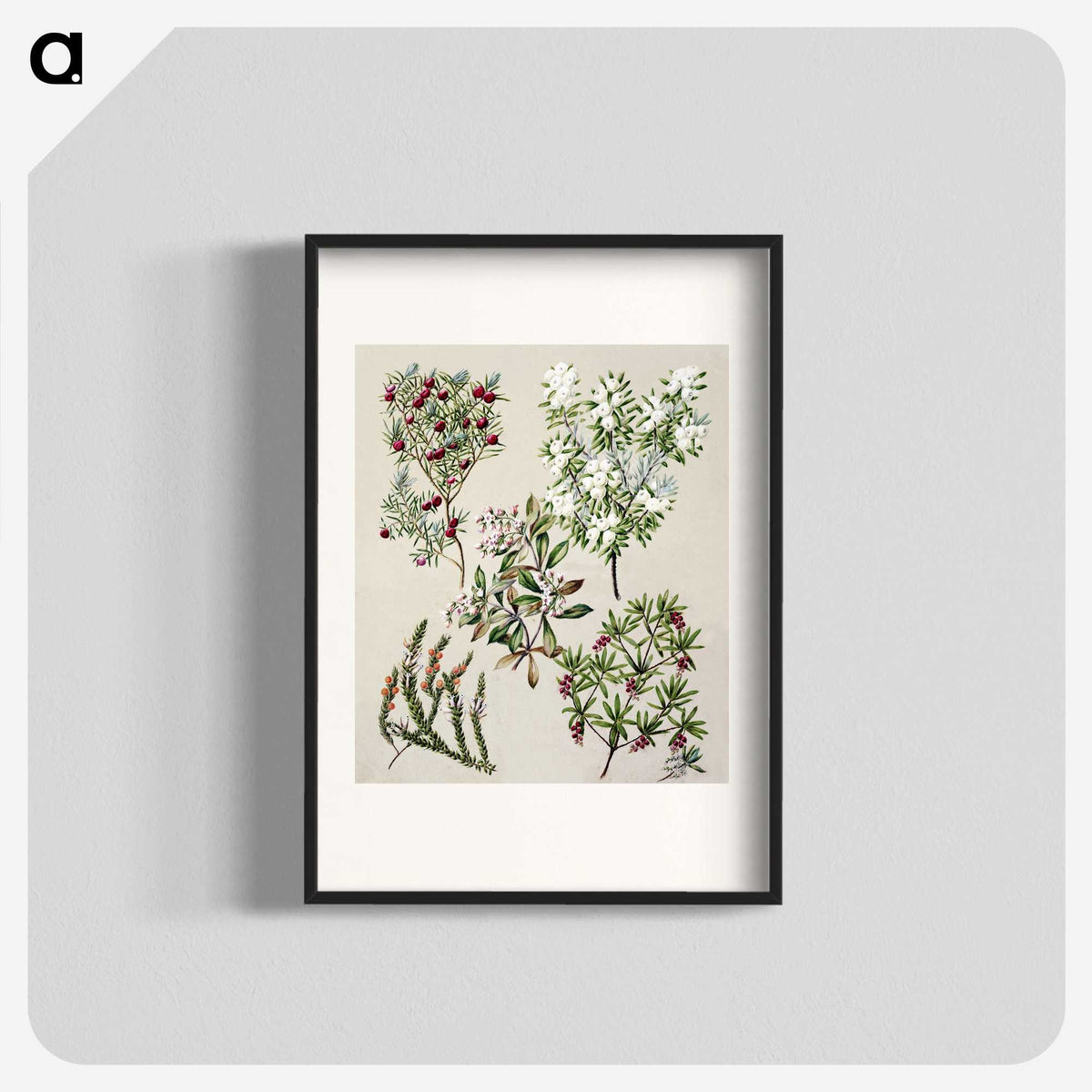 1-31_Native-Flowering-Plants-of-New-Zealand_blk