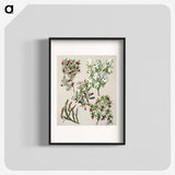 1-31_Native-Flowering-Plants-of-New-Zealand_blk
