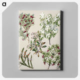 1-31_Native-Flowering-Plants-of-New-Zealand_canvas