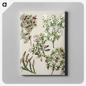1-31_Native-Flowering-Plants-of-New-Zealand_canvas