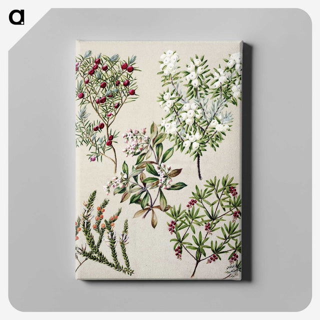 1-31_Native-Flowering-Plants-of-New-Zealand_canvas