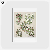 1-31_Native-Flowering-Plants-of-New-Zealand_hagaki