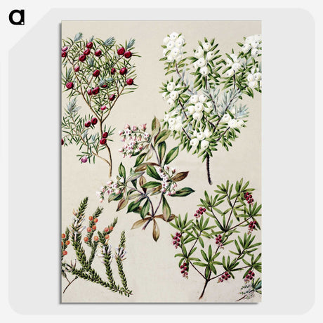 1-31_Native-Flowering-Plants-of-New-Zealand_picture-crop