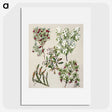 1-31_Native-Flowering-Plants-of-New-Zealand_picture