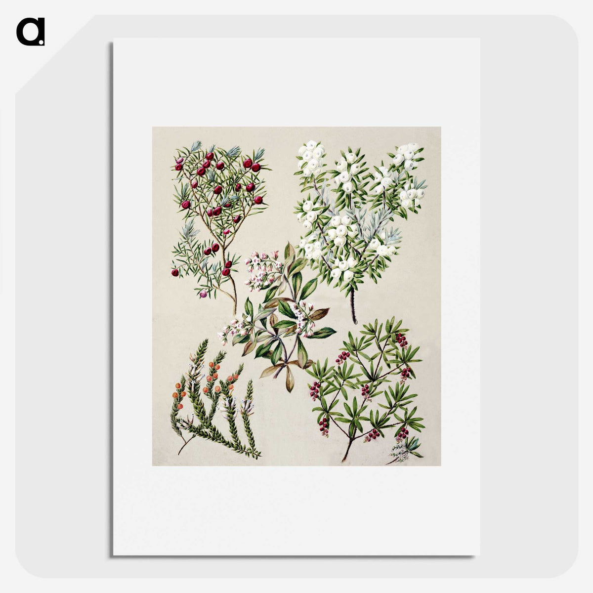1-31_Native-Flowering-Plants-of-New-Zealand_picture