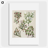 1-31_Native-Flowering-Plants-of-New-Zealand_picture