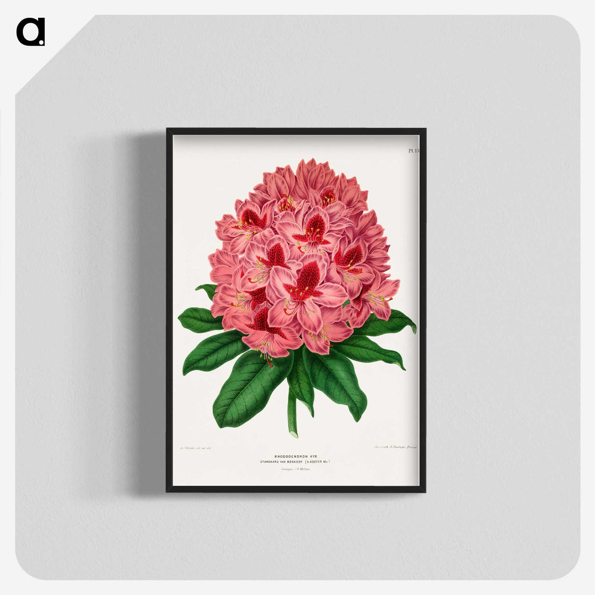 1-31_Nederlandsche-Flora-en-Pomona_blk-crop