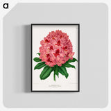 1-31_Nederlandsche-Flora-en-Pomona_blk-crop