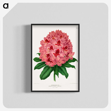 1-31_Nederlandsche-Flora-en-Pomona_blk-crop