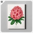 1-31_Nederlandsche-Flora-en-Pomona_canvas
