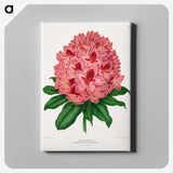 1-31_Nederlandsche-Flora-en-Pomona_canvas