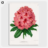 1-31_Nederlandsche-Flora-en-Pomona_picture-crop
