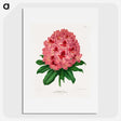 1-31_Nederlandsche-Flora-en-Pomona_picture