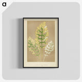 1-31_New-and-Rare-Beautiful-Leaved-Plants_blk-crop