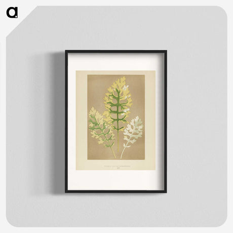 1-31_New-and-Rare-Beautiful-Leaved-Plants_blk