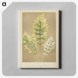 1-31_New-and-Rare-Beautiful-Leaved-Plants_canvas