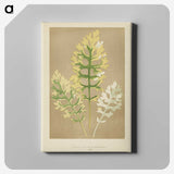 1-31_New-and-Rare-Beautiful-Leaved-Plants_canvas