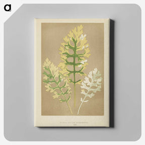 1-31_New-and-Rare-Beautiful-Leaved-Plants_canvas