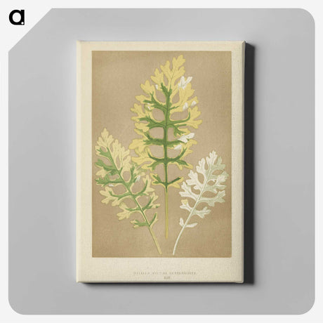 1-31_New-and-Rare-Beautiful-Leaved-Plants_canvas