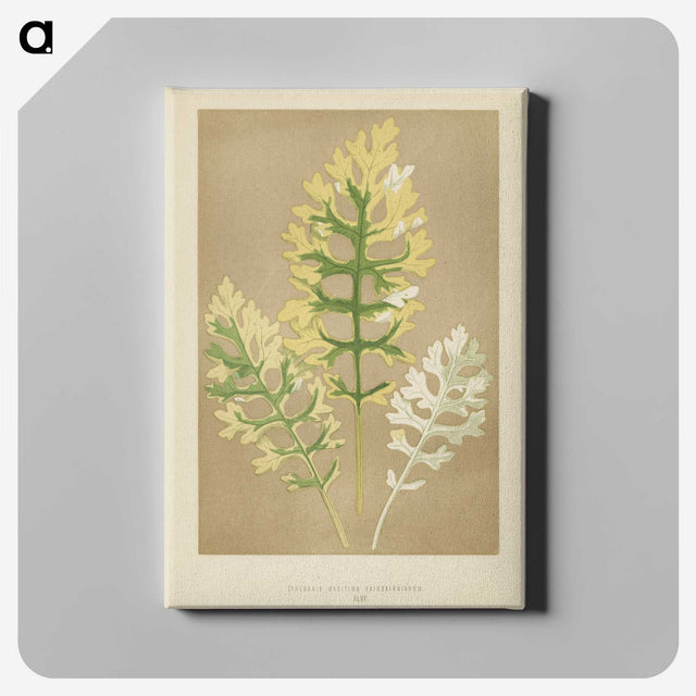 1-31_New-and-Rare-Beautiful-Leaved-Plants_canvas