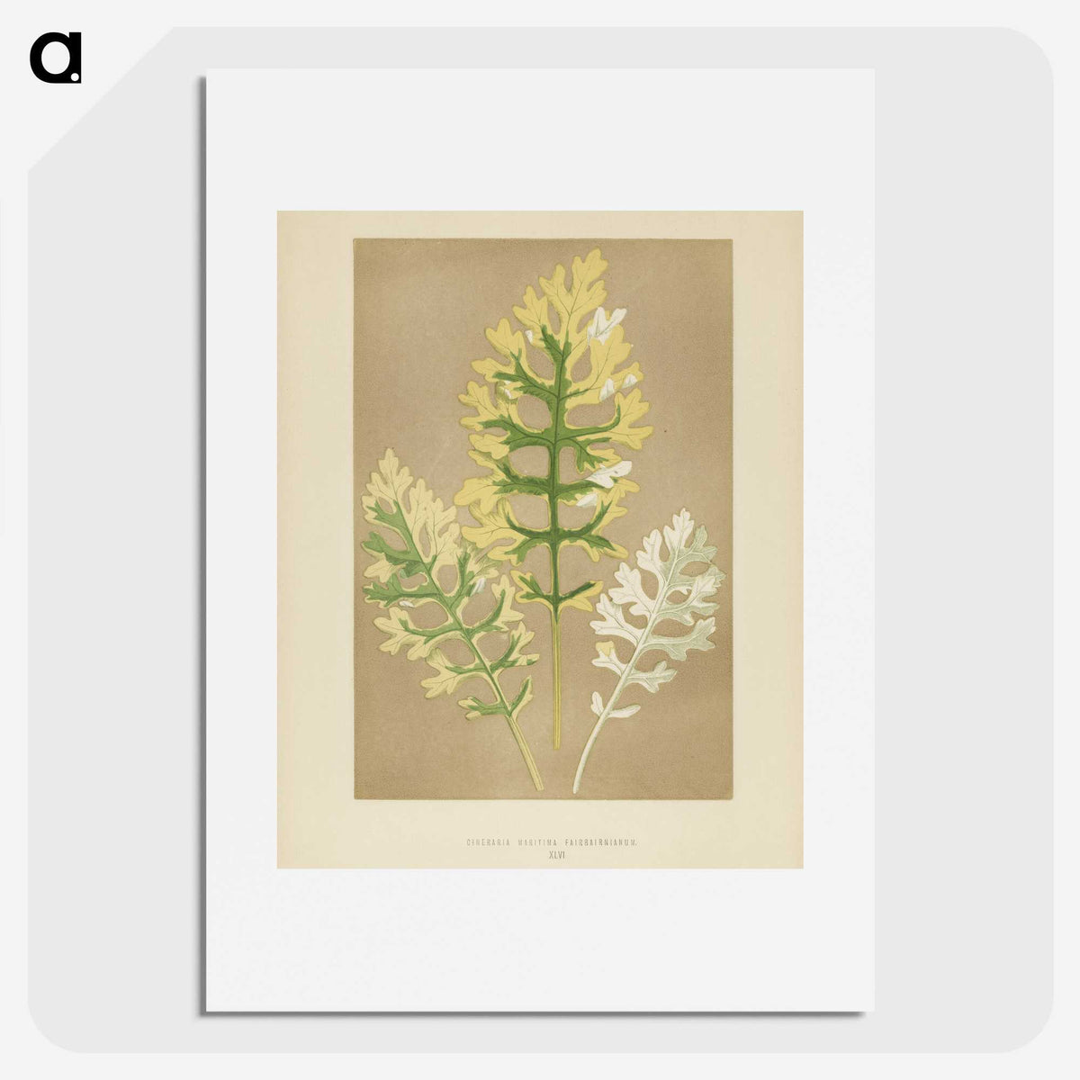 1-31_New-and-Rare-Beautiful-Leaved-Plants_picture