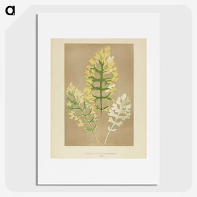 1-31_New-and-Rare-Beautiful-Leaved-Plants_picture