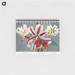 アートメモ帳-Lily - 小川 一正 Memo.