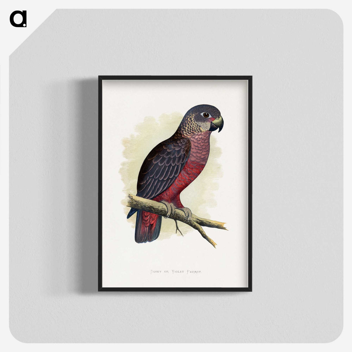 1-31_Parrots-in-Captivity_blk-crop