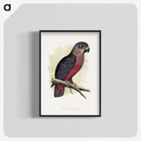 1-31_Parrots-in-Captivity_blk-crop