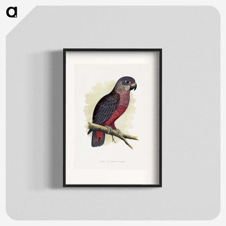 1-31_Parrots-in-Captivity_blk