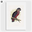 1-31_Parrots-in-Captivity_picture